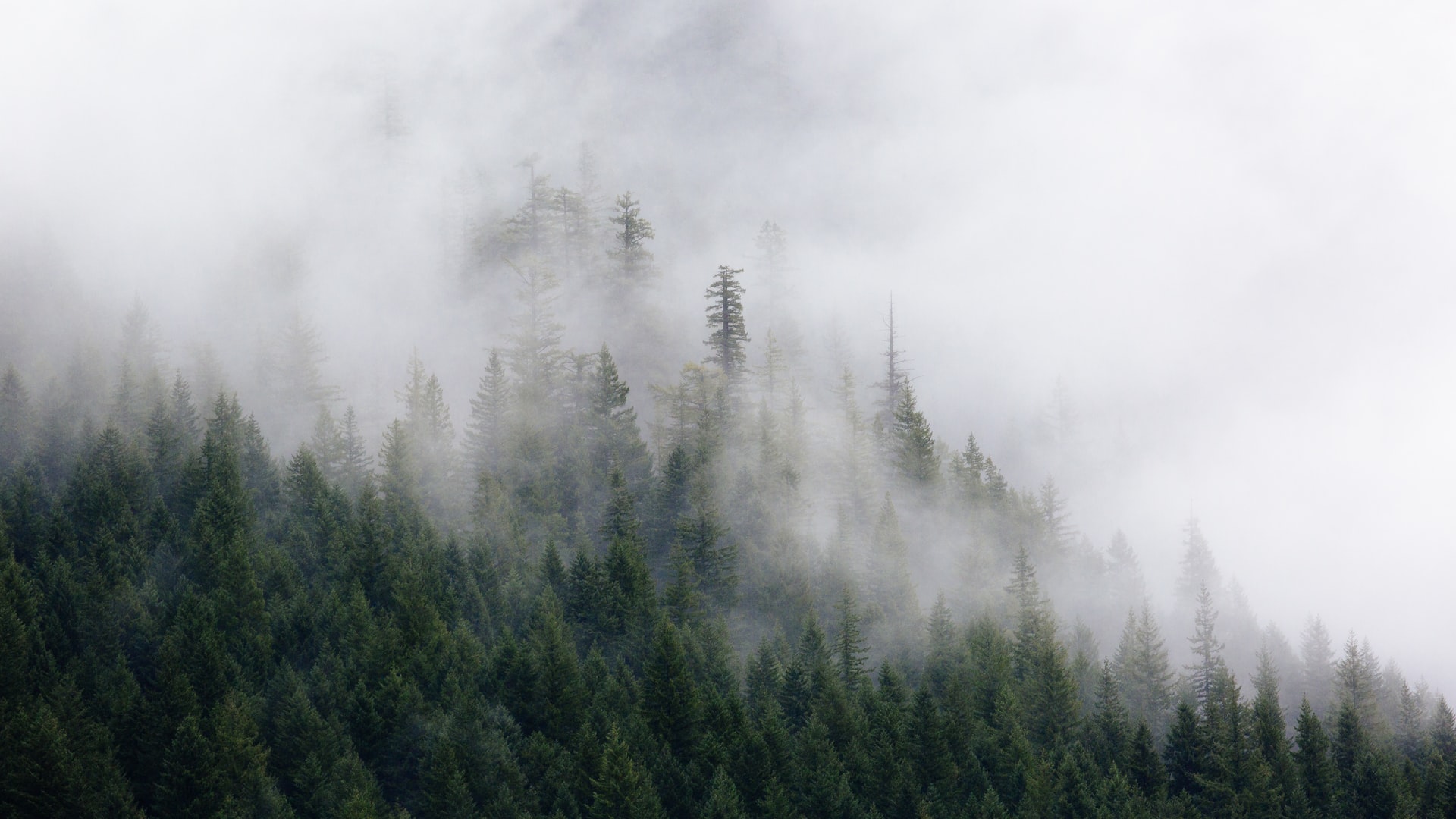 fog
