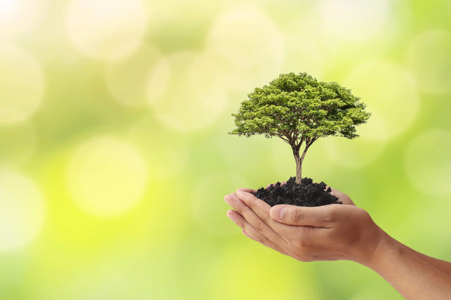 640-hand-holding-a-tree-on-blurred-green-nature-background-planting-ideas-and-earth-day