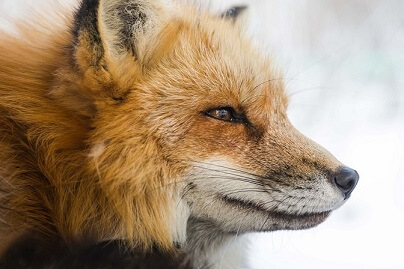 howling-red-OU2vFQCwCD0-unsplash_spmin